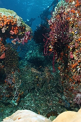 Raja Ampat 2016 - Corail - IMG_4928_rc